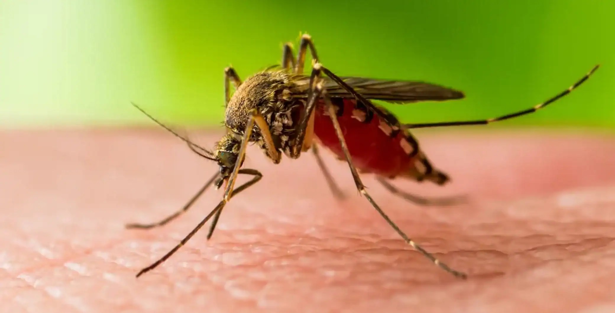 Stay Safe from West Nile Virus in Toronto | Mosquito Protection Tips 2026 (2026)