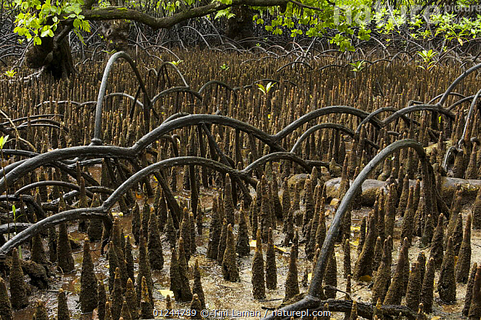 Red mangrove tree roots