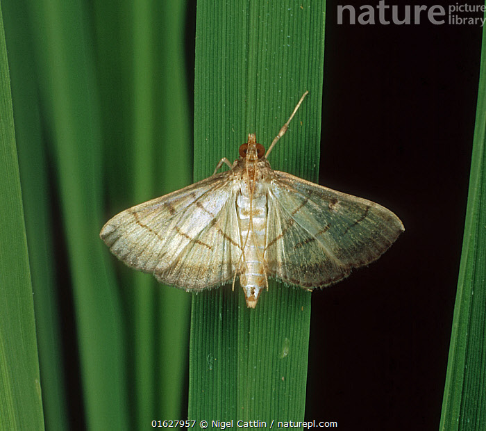 Rice moth