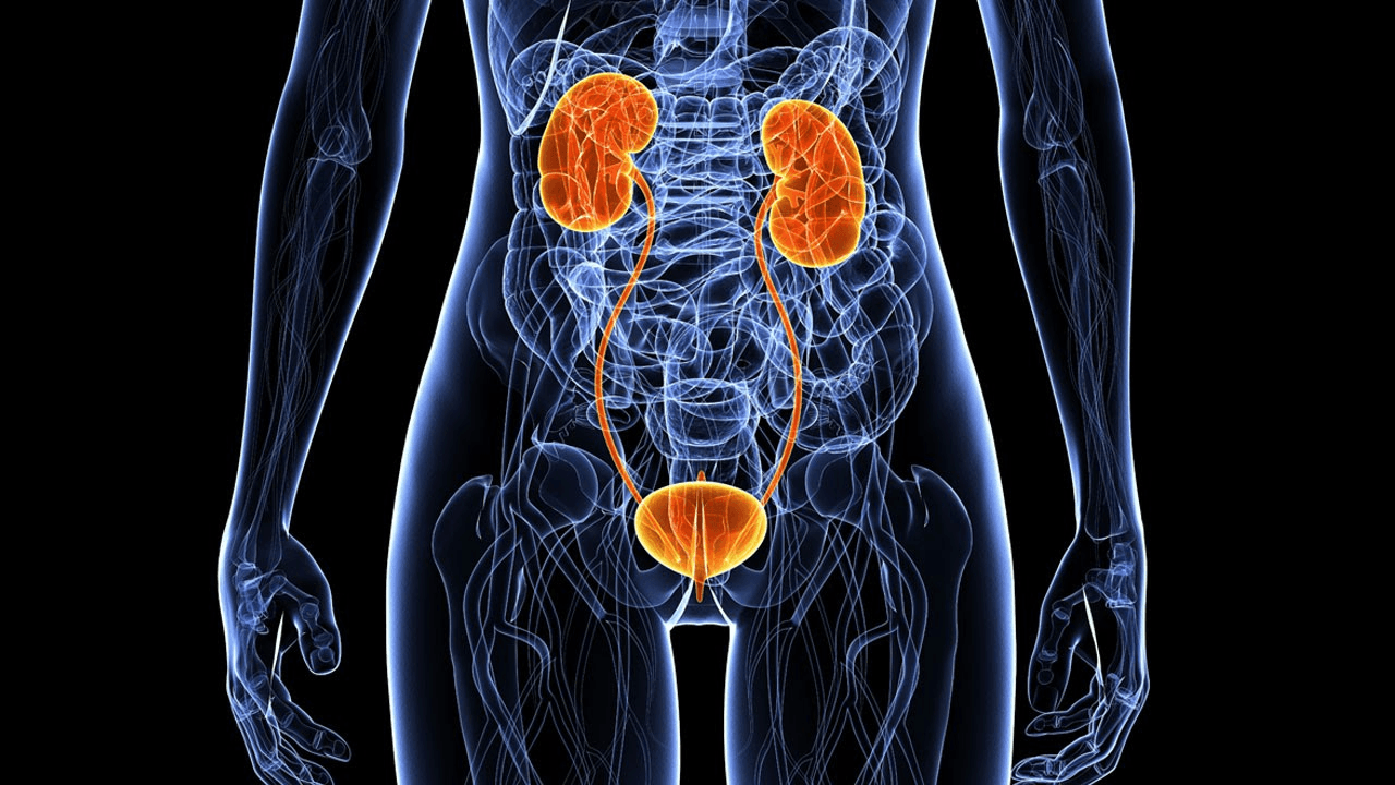 Covers kidney functions, the urinary system, and related pathologies with NRE-specific clinical cases.