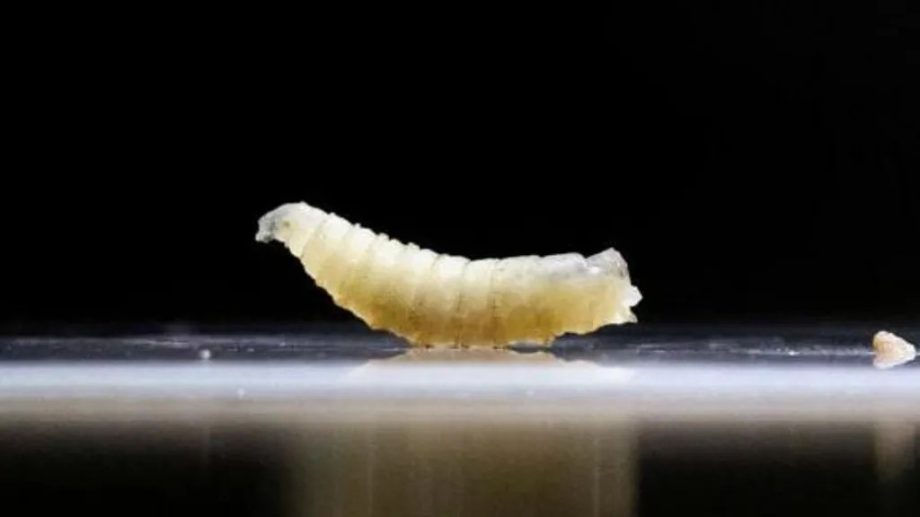 worm