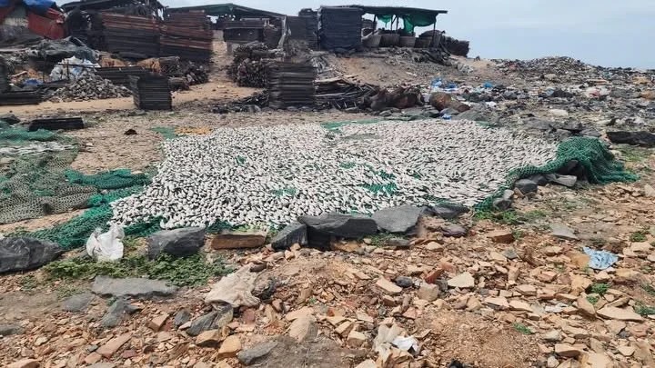 FDA Seizes Unsafe Fish Products During Tema Newtown Enforcement Exercise