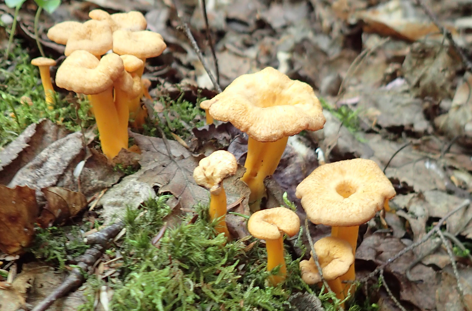 In Annapolis, Nova Scotia, Sunday Aug 20 Forest Market and Fair Nova