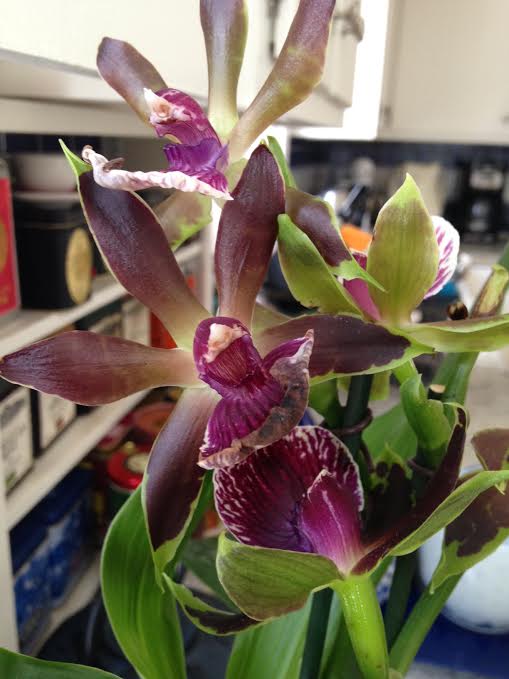 Zygopetalum Louisendorf