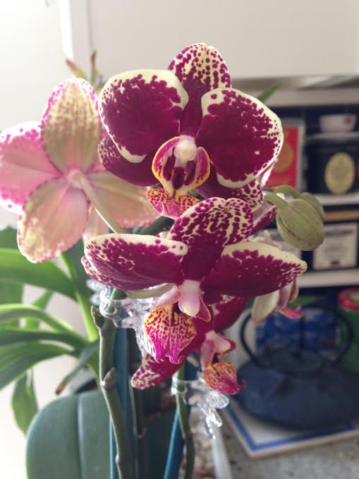 Phalaenopsis Streetwise