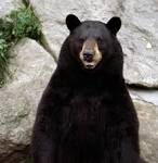 bear