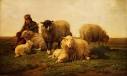 sheep save