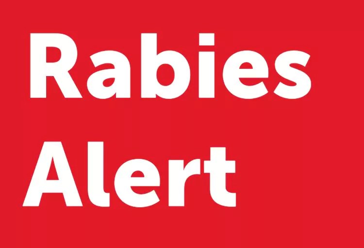Rabies Alert: What You Need to Know About the Recent Bat Case in Trinity Bay (2026)