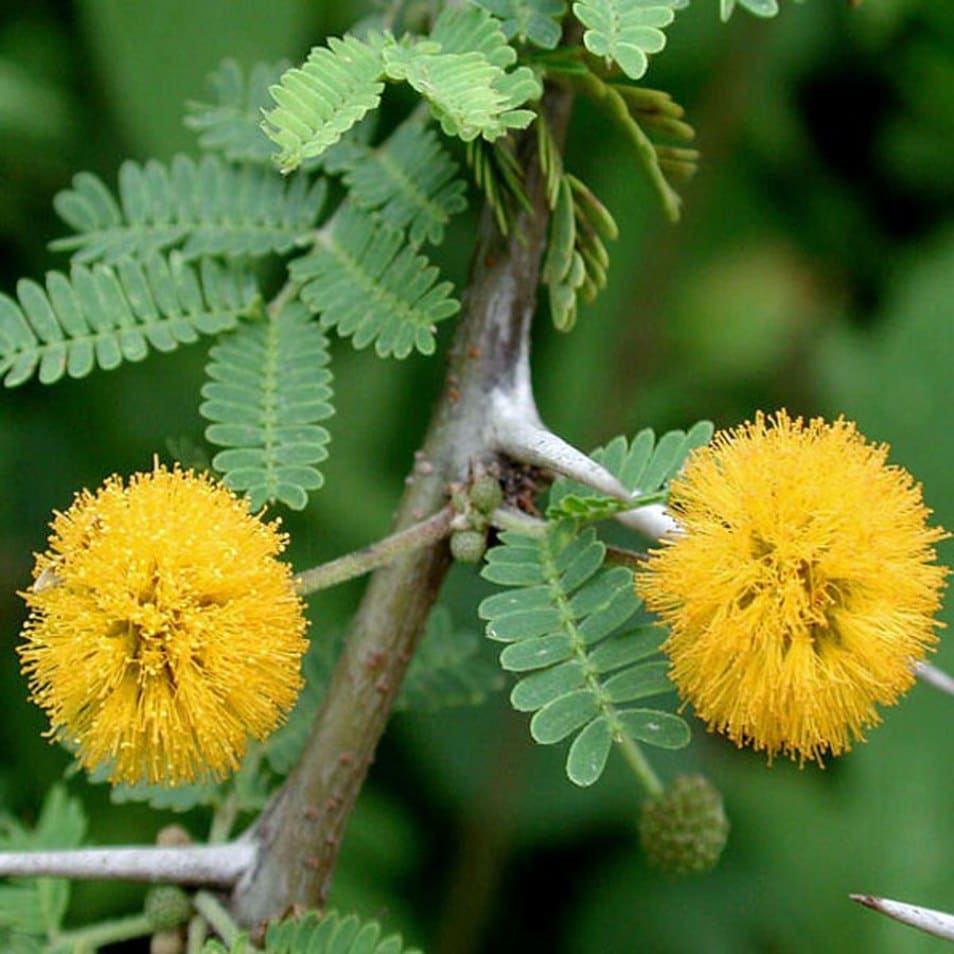 Acacia: características, beneficios, y mucho más