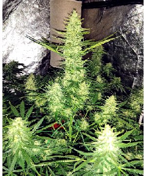 Granddaddy Purple 6.5 oz yield