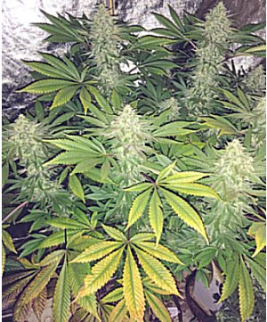 NukeDaddy Cola Group