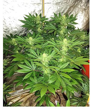 NukeDaddy 6 weeks in Bloom