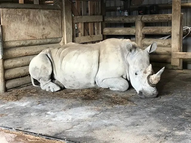 Rubber Mats for the Rhinos of Hamilton Zoo