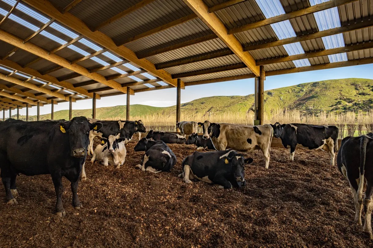 Dairy cows resting and standing on woodchip bedding inside an open-sided barn shelter, with green hills in the background