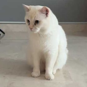 Github Dwwwxx Multiscalecfdemcoupling Multiscalecfdemcoupling - Best Sunset Backgrounds in Mobile