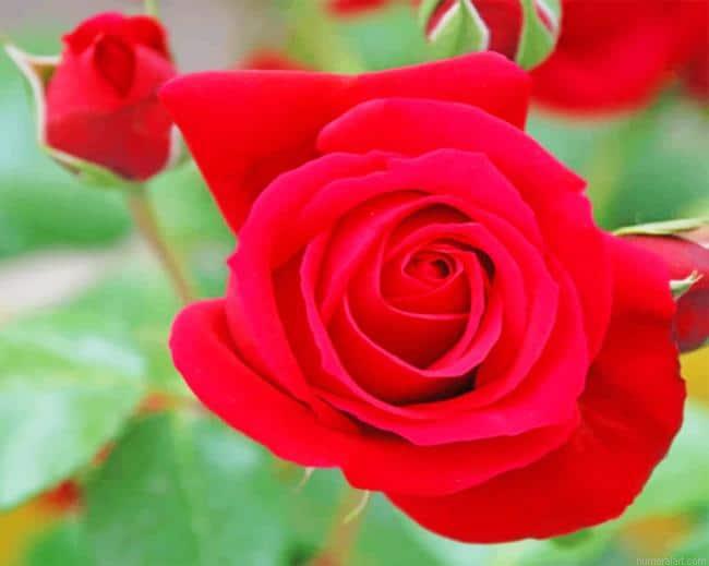 Beautiful Red Roses Paint By Number