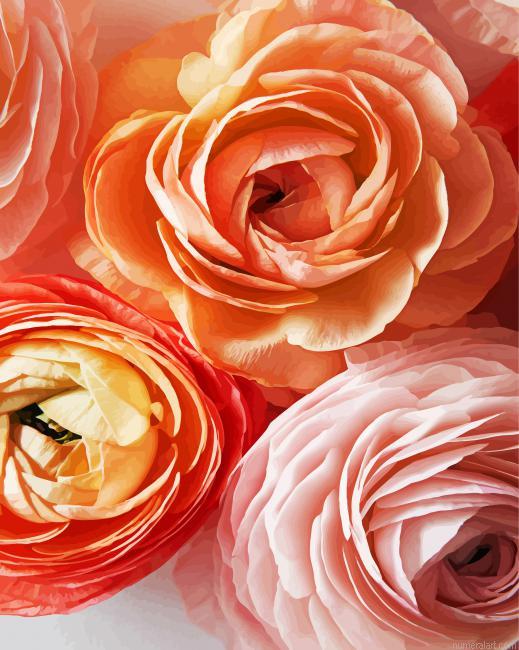 Close Up Ranunculus Paint By Numbers