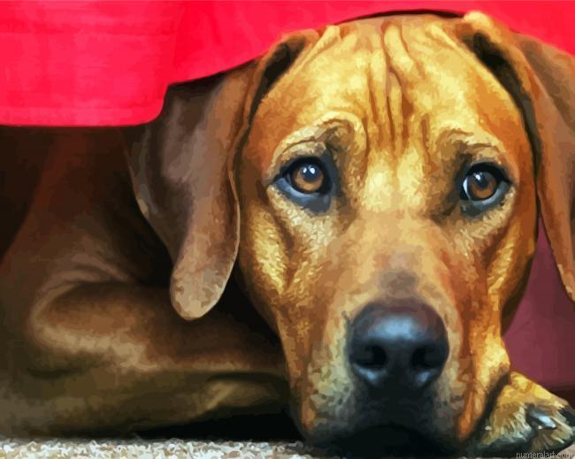 Rhodesian Ridgeback Head Paint By Numbers