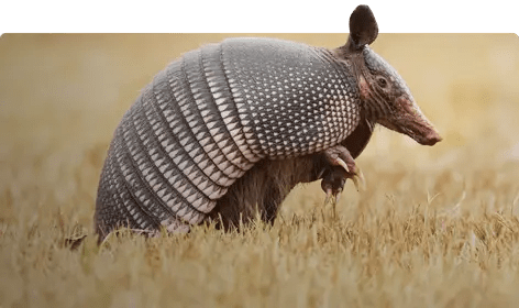 Armadillo
