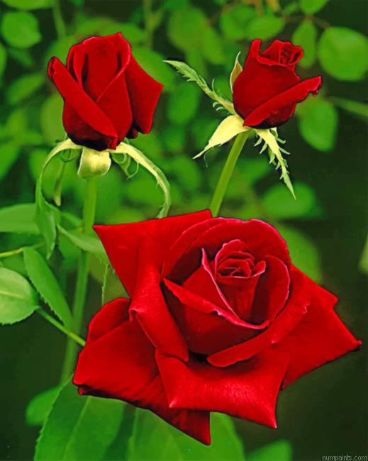 Aesthetic Red Roses Painting by Numbers.jpeg