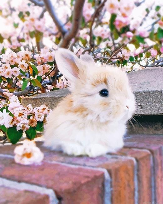 Baby Angora Rabbit Animals Painting by Numbers.jpeg