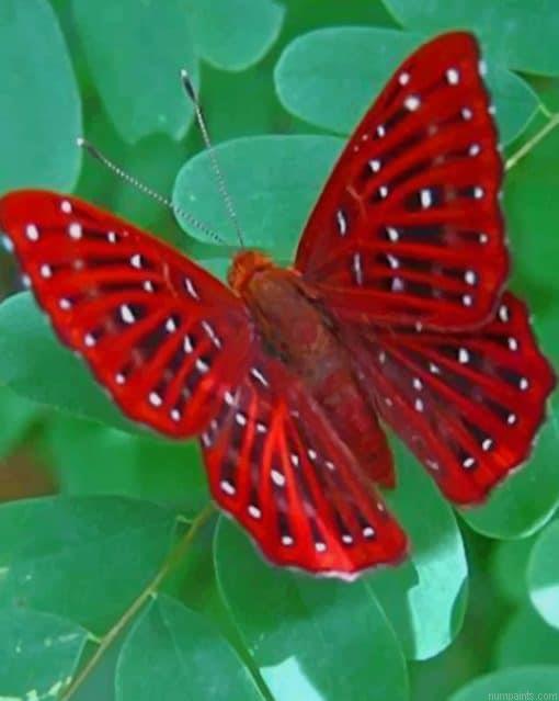 Beautiful Red Butterfly Insects Painting by Numbers.jpeg