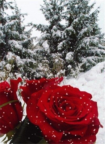Beautiful Roses In Winter Painting by Numbers.jpeg