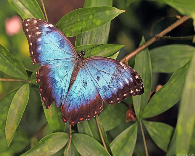 Blue Butterfly Insects Painting by Numbers.jpeg