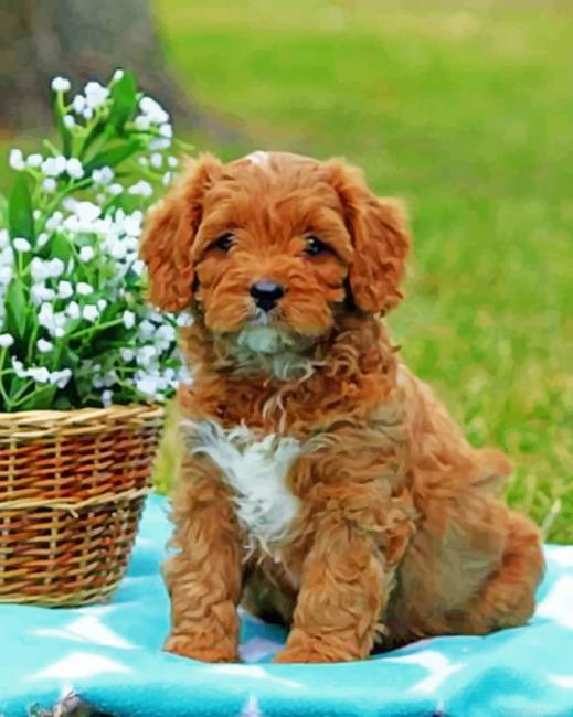 Brown Cavapoo Painting by Numbers.jpeg