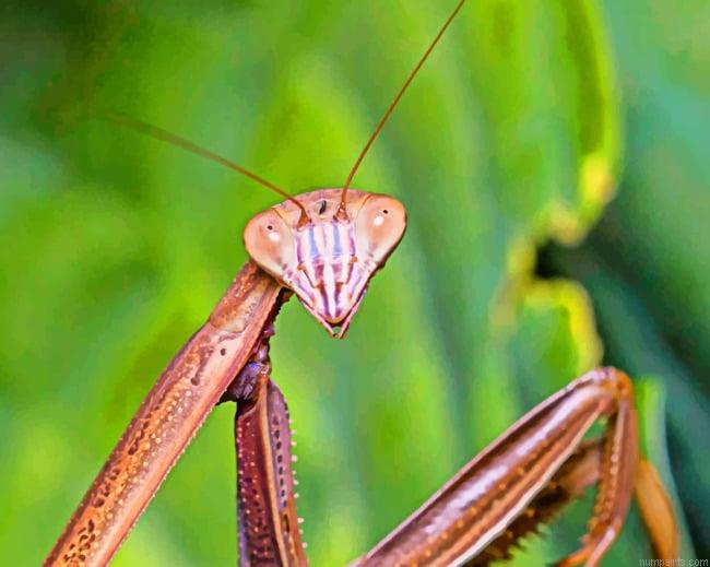 Brown Mantis Insect Painting by Numbers.jpeg