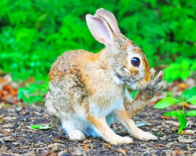 Brown Rabbit Animals Painting by Numbers.jpeg