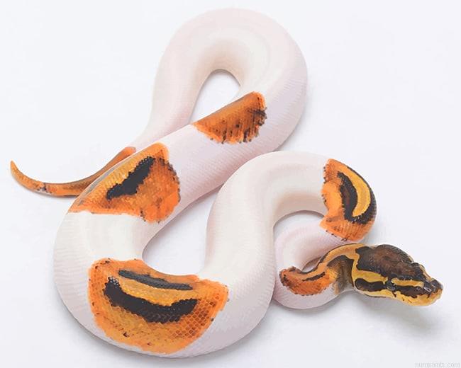 Burmese Python Reptiles Painting by Numbers.jpeg