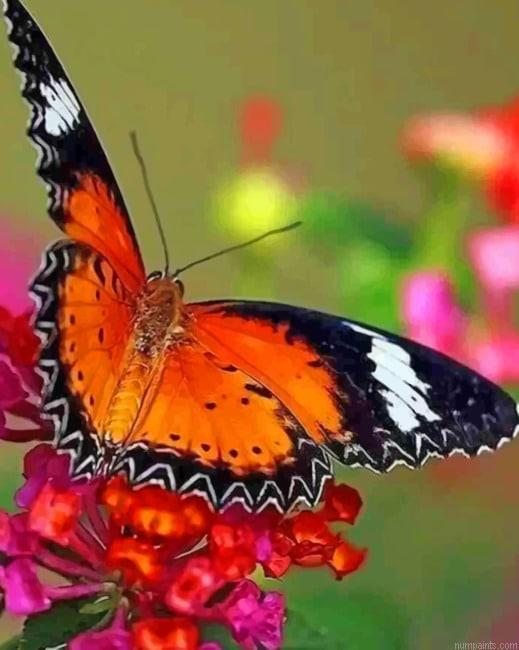 Butterfly Insects Painting by Numbers.jpeg