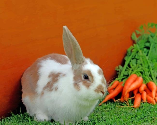 Carrot Rabbit Animals Painting by Numbers.jpeg