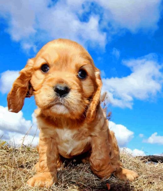 Cavapoo Painting by Numbers.jpeg