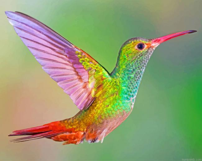 Colorful Hummingbird Painting by Numbers.jpeg