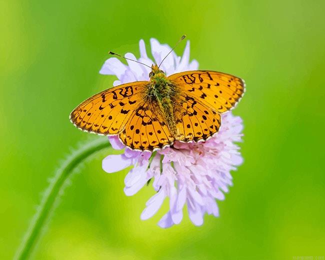 Copper Butterfly Insects Painting by Numbers.jpeg