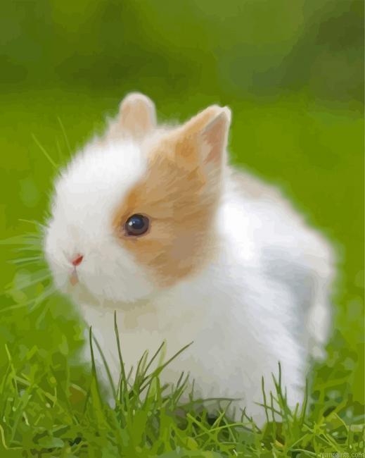 Cute Baby Rabbit Painting by Numbers.jpeg