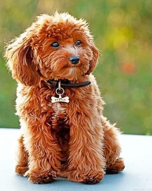 Cute Cockapoo Painting by Numbers.jpeg