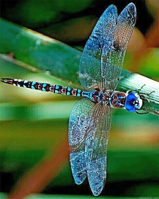 Dragonfly Insect Painting by Numbers.jpeg