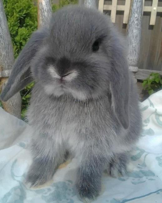 Grey Rabbit Animals Painting by Numbers.jpeg