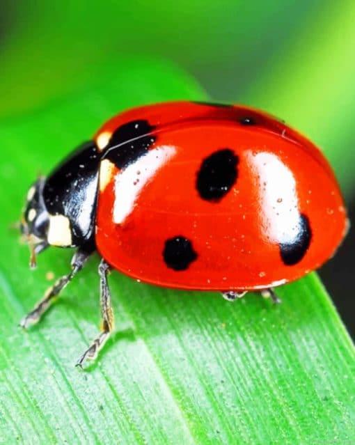 Ladybird Insect Painting by Numbers.jpeg