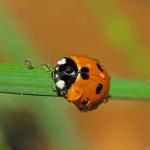 Ladybug Insect In Water Drops Insects Painting by Numbers.jpeg