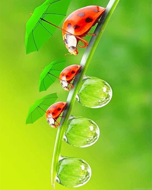 Little Ladybugs Insects Painting by Numbers.jpeg