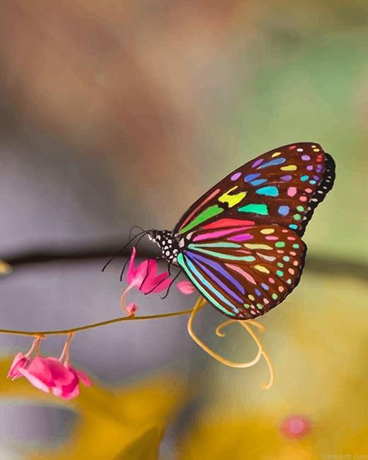 Magnificent Colorful Butterfly Innsects Painting by Numbers.jpeg