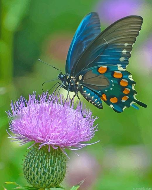 Monarch Butterfly Insects Painting by Numbers.jpeg