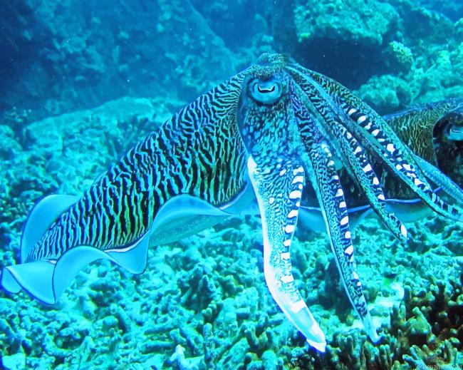 Octopus In Deep Sea Painting by Numbers.jpeg