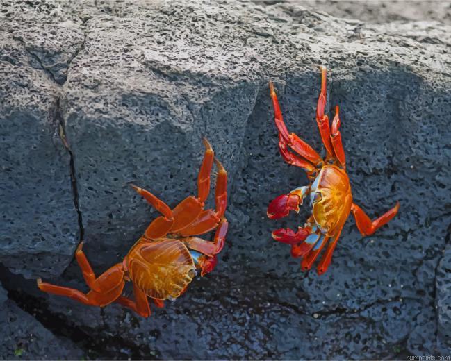 Red Crabs On Rocks Insects Painting by Numbers.jpeg