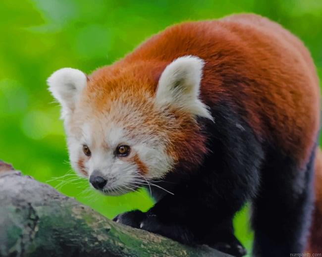 Red Panda In Tree Animals Painting by Numbers.jpeg