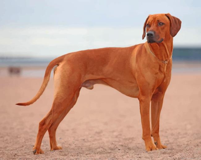 Rhodesian Ridgeback Painting by Numbers.jpeg